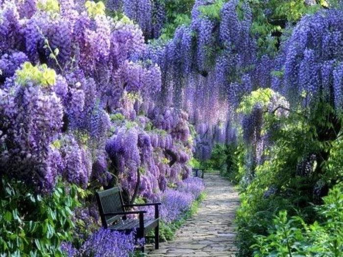 Blue Moon Wisteria - Wisteria macrostachya 'Blue Moon' (Wisteria)