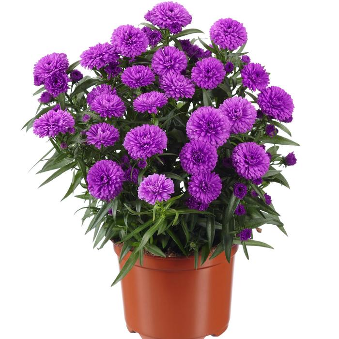 Aster - Aster novi-belgii Showmakers® Pretty Pink