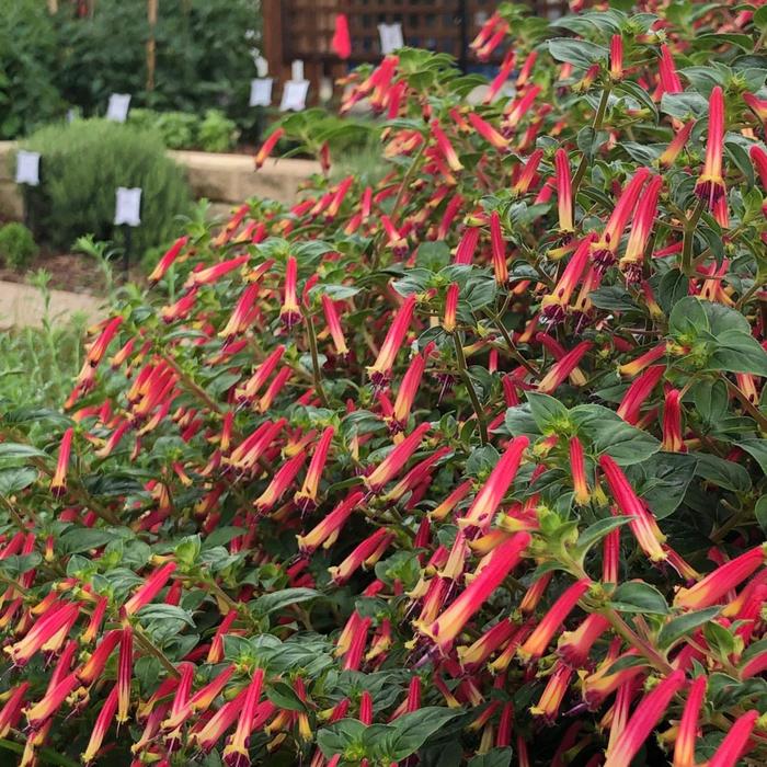 Cuphea (Mexican Heather) - Cuphea 'Hummingbirds Lunch' Cuphea (Mexican Heather) - Cuphea 'Hummingbirds Lunch'