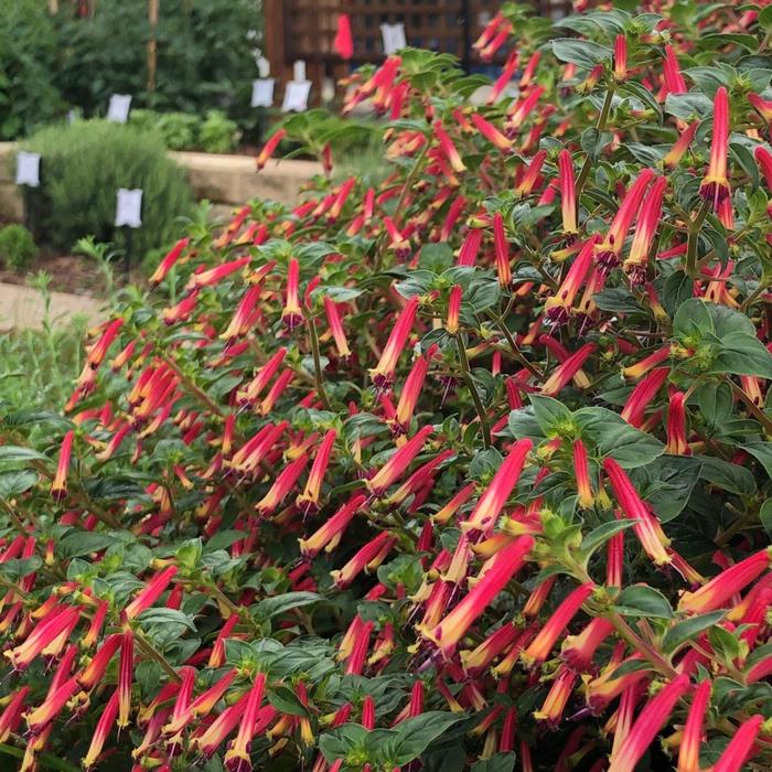 Cuphea (Mexican Heather) - Cuphea 'Hummingbirds Lunch' 