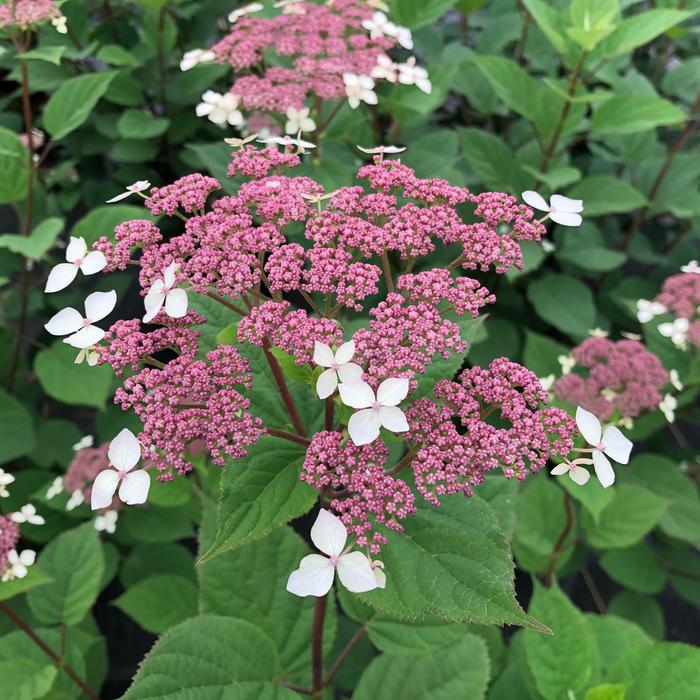 Invincibelle Lace® - Hydrangea arborescens ssp radiata Invincibelle Lace® - Hydrangea arborescens ssp radiata