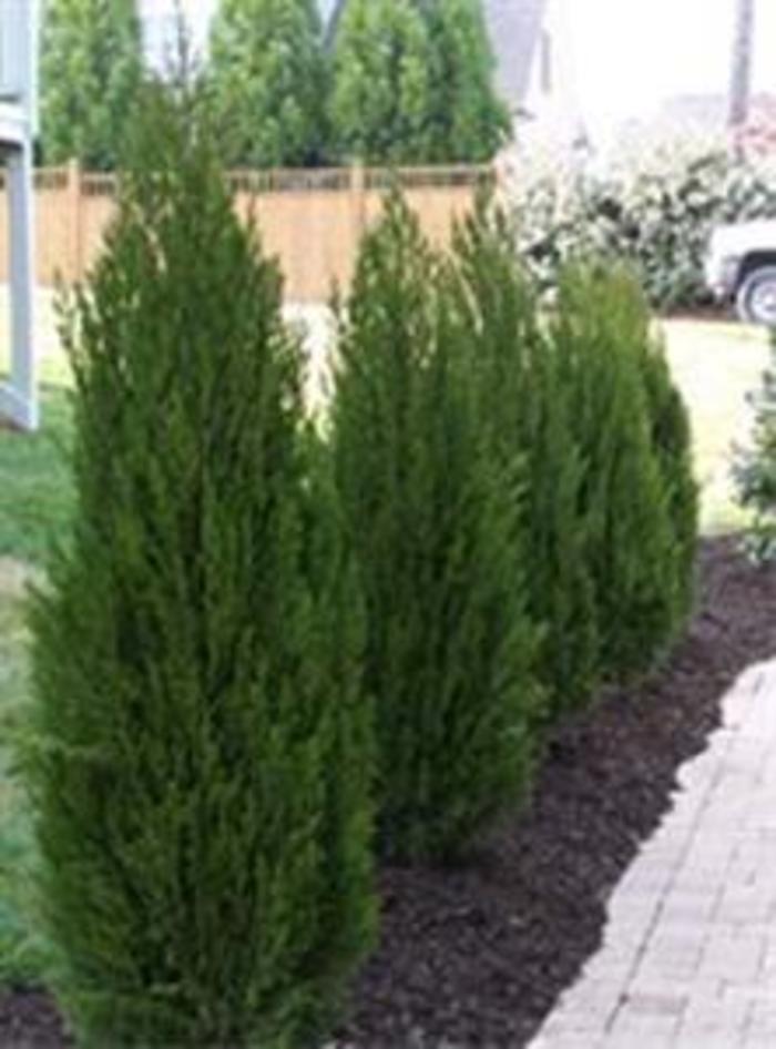 'Hetzii Columnaris' Chinese Juniper - Juniperus chinensis 