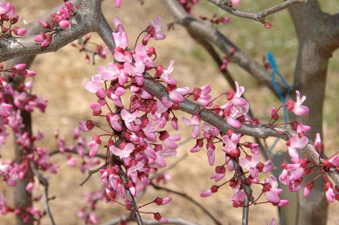 Ruby Falls Weeping Redbud - Cercis canadensis 'Ruby Falls' PP22097 (Weeping Redbud)