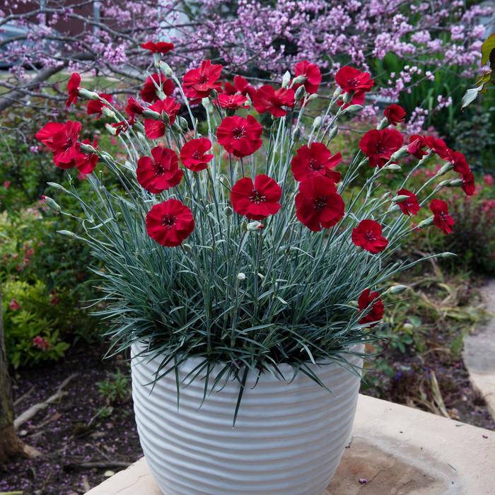 Border Carnation - Dianthus allwoodi American Pie™ 'Cherry Pie'