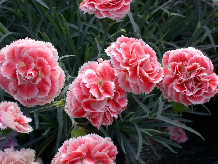 Border Carnation - Dianthus Scent First® 'Coral Reef'