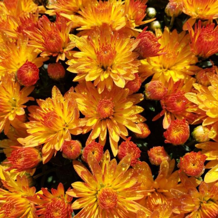 Cracklin Golden Yellow - Chrysanthemum morifolium