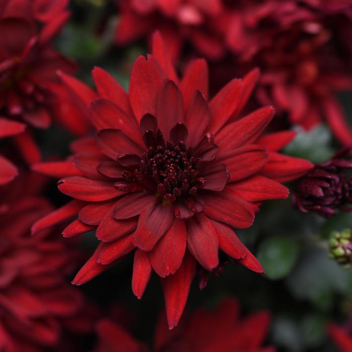 Mumma Mia Red - Chrysanthemum morifolium