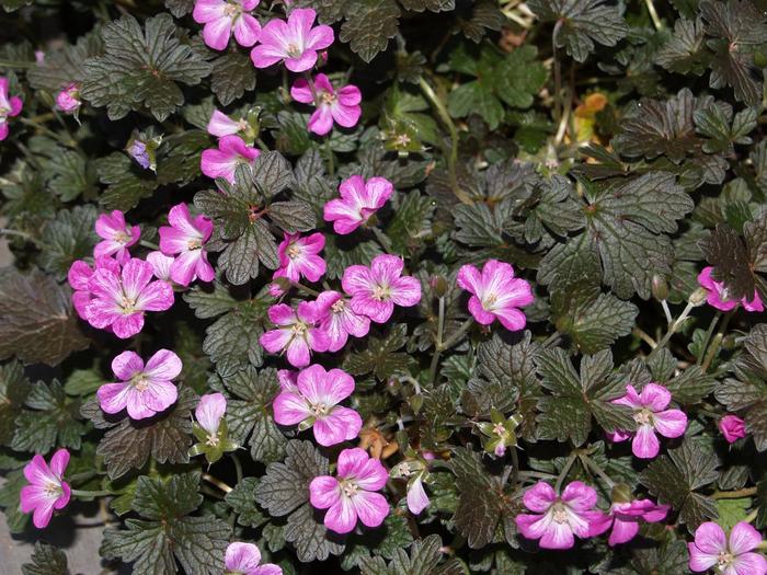 Cranesbill - Geranium x antipodeum 'Orkney Cherry' Cranesbill - Geranium x antipodeum 'Orkney Cherry'