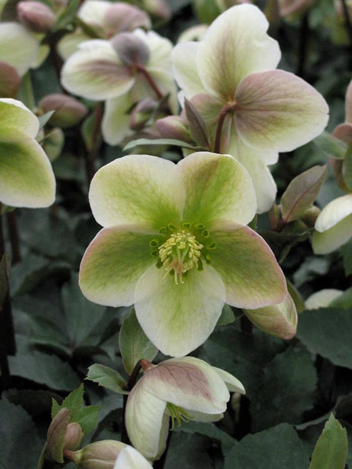 Lenten Rose - Helleborus Walberton's® 'Ivory Prince'