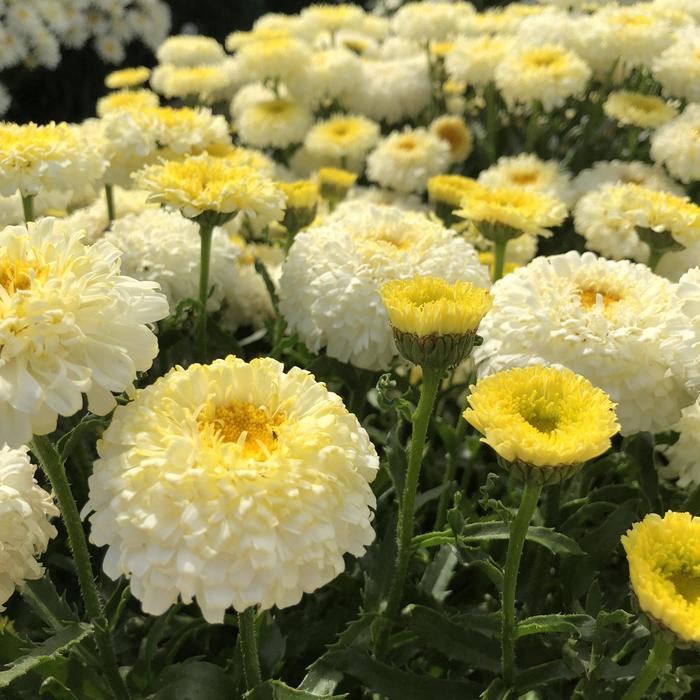 Shasta Daisy - Leucanthemum hybrid 'Real Deal' Shasta Daisy - Leucanthemum hybrid 'Real Deal'