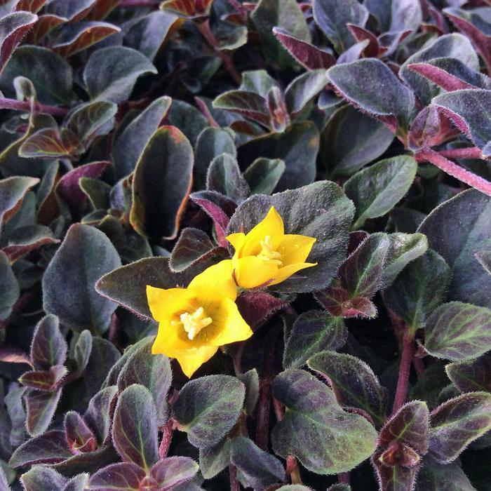 Lysimachia - Lysimachia congestiflora 'Midnight Sun' Lysimachia - Lysimachia congestiflora 'Midnight Sun'