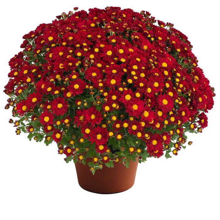 Rihanna™ Red - Chrysanthemum x morifolium