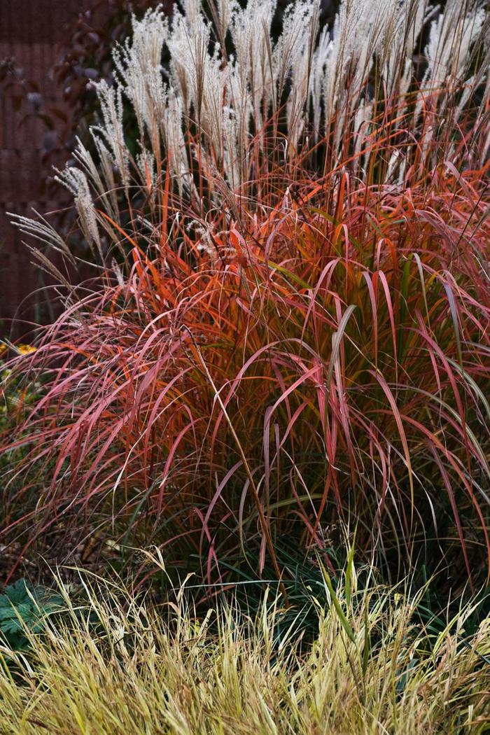 Maiden Grass - Miscanthus sinensis 'Fire Dragon' Maiden Grass - Miscanthus sinensis 'Fire Dragon'