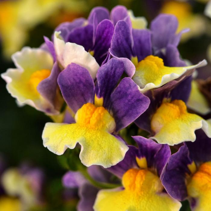 Nemesia - Nemesia Escential™ 'Blueberry Custard'