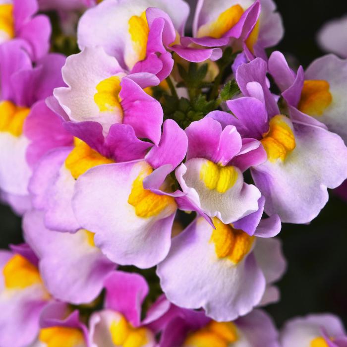 Nemesia - Nemesia hybrid Escential™ Pinkberry