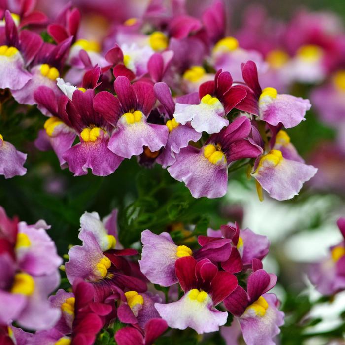 Nemesia - Nemesia hybrid Escential™ Strawberry Nemesia - Nemesia hybrid Escential™ Strawberry