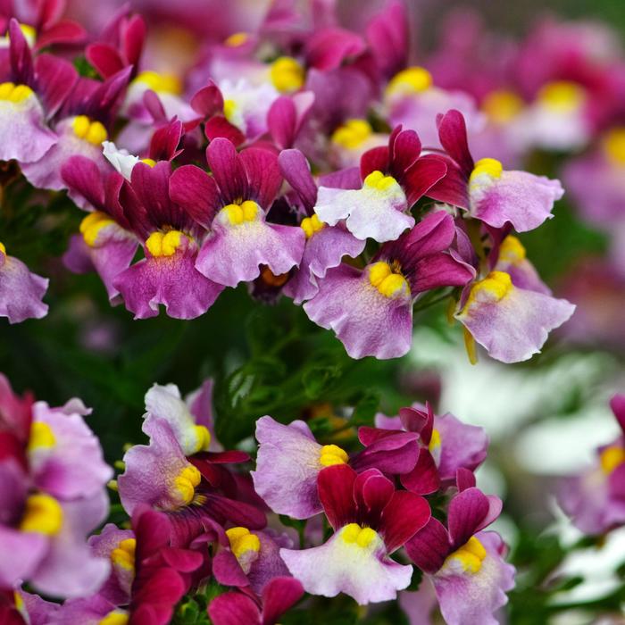 Nemesia - Nemesia hybrid Escential™ Strawberry