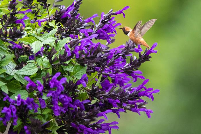 Salvia - Salvia x guaranitica 'Hummingbird Falls'