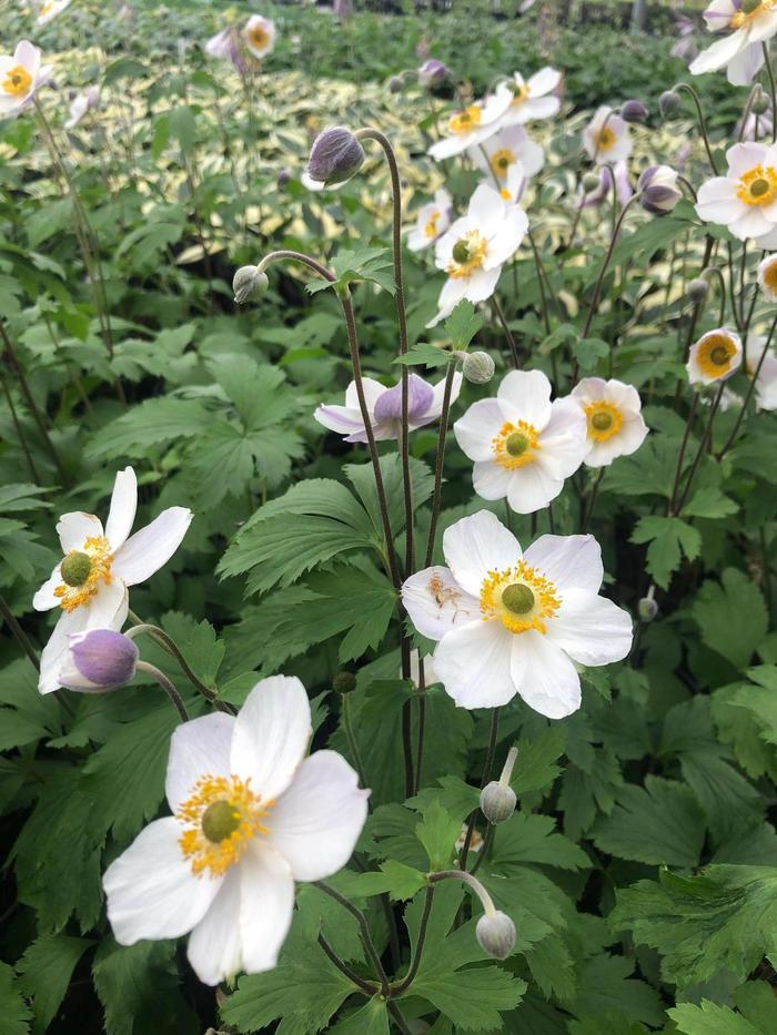 Windflower - Anemone 'Elfin Swan' Windflower - Anemone 'Elfin Swan'