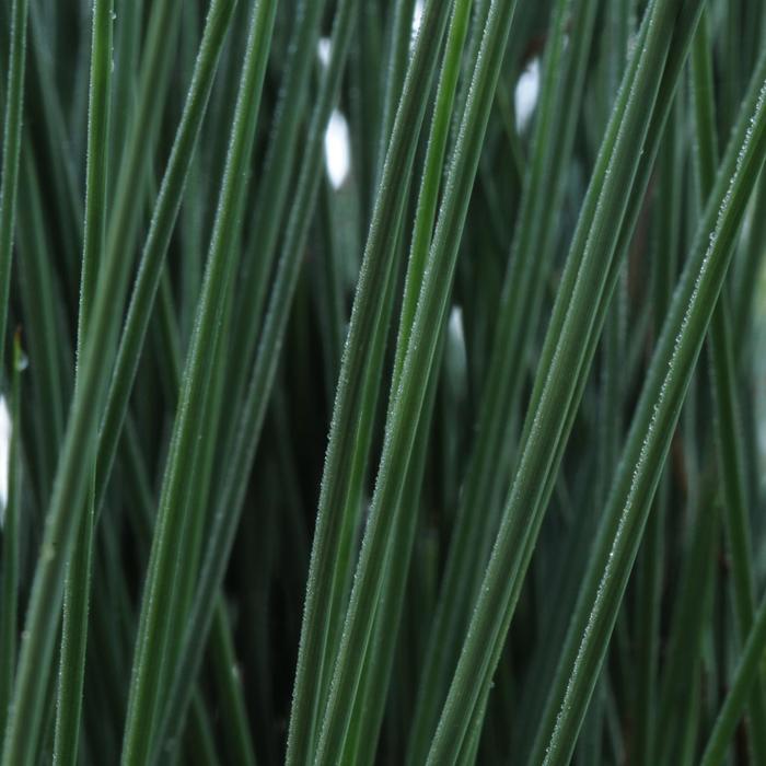 Grass - Juncus inflexus 'Blue Arrows' Rush Grass - Juncus inflexus 'Blue Arrows' Rush