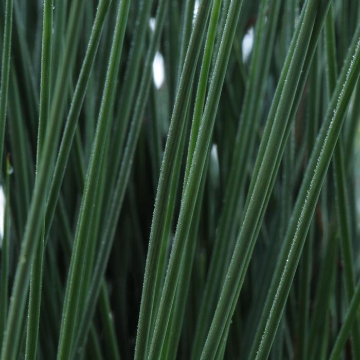 Grass - Juncus inflexus 'Blue Arrows' Rush