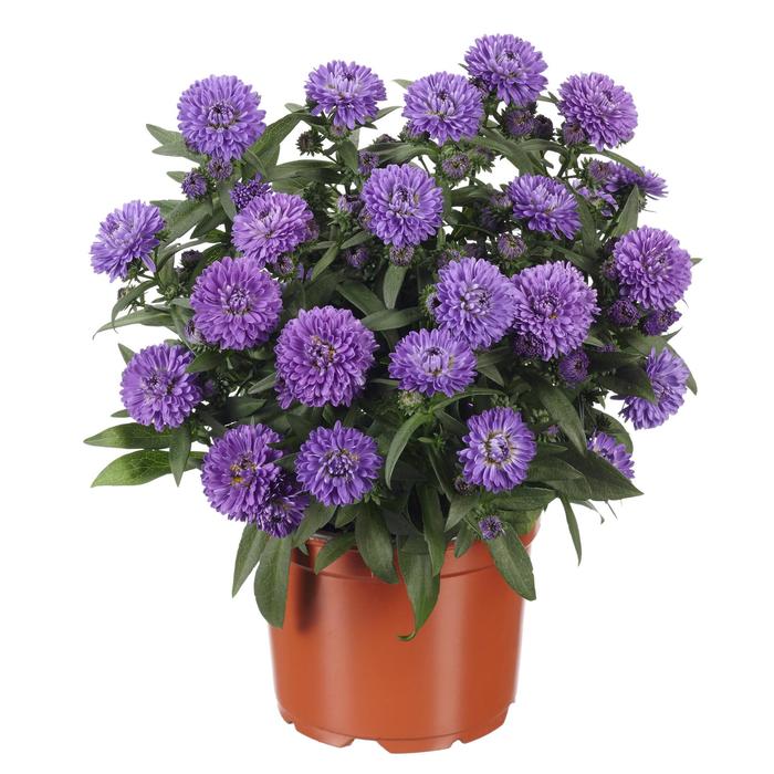 Aster - Aster novi-belgii Showmakers® Blue Bayou