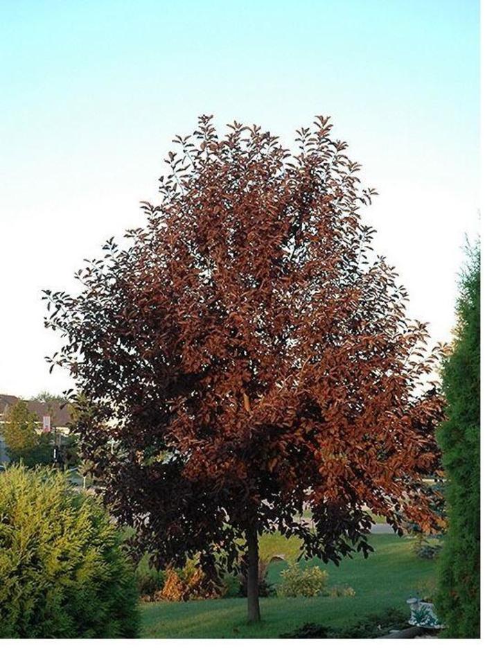 Prunus virginiana 'Canada Red' (Chokecherry) Canada Red Chokecherry