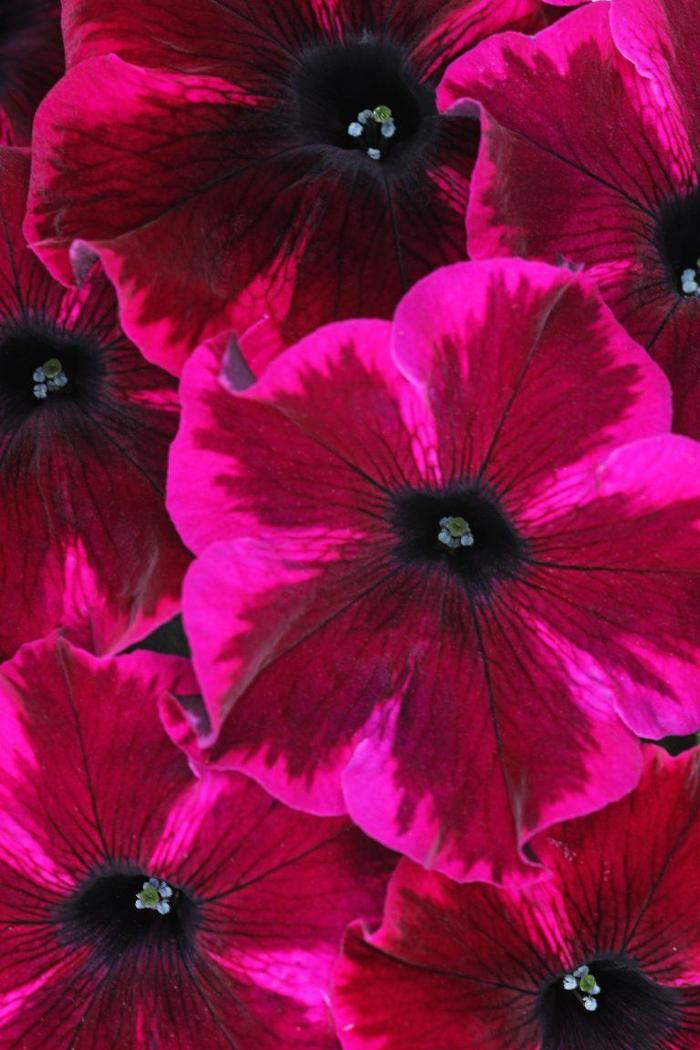Crazytunia® 'Cosmic Purple' - Petunia Crazytunia® 'Cosmic Purple' - Petunia