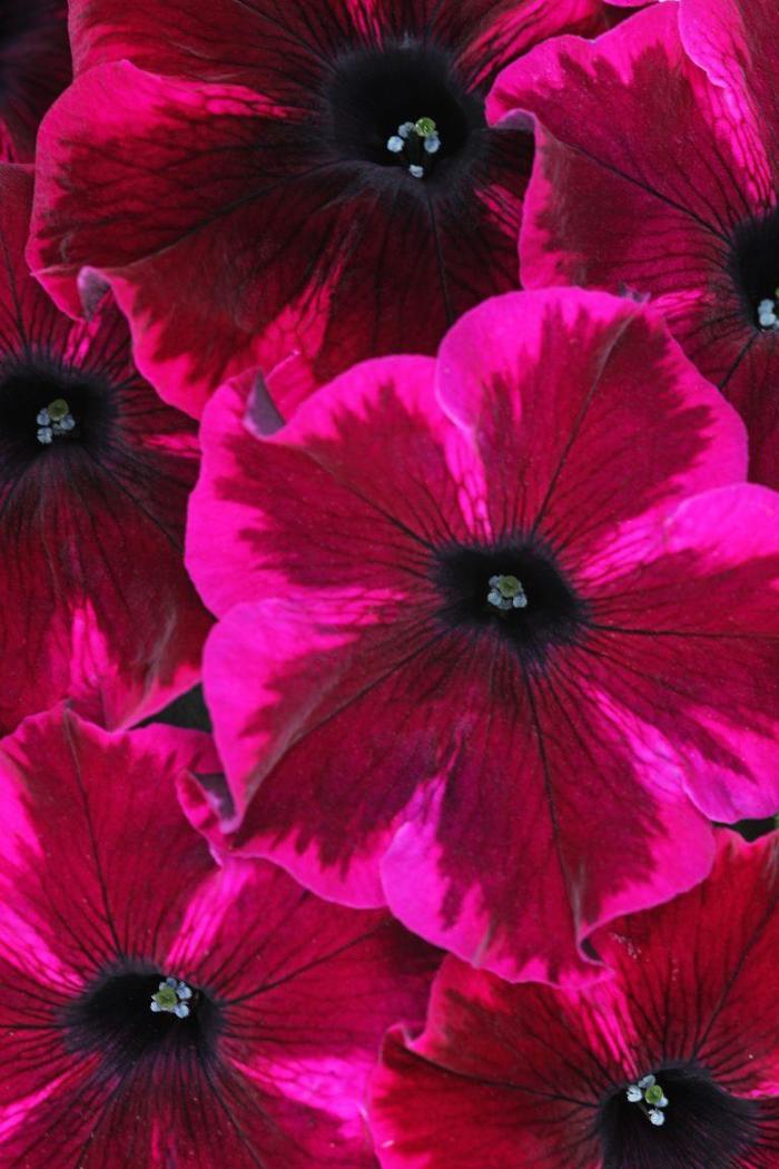 Crazytunia® 'Cosmic Purple' - Petunia 