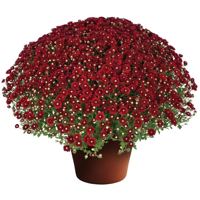 Aideen Red Fire - Chrysanthemum x morifolium