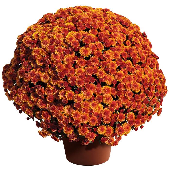 Cheryl™ Spicy Orange - Chrysanthemum x morifolium Cheryl™ Spicy Orange - Chrysanthemum x morifolium