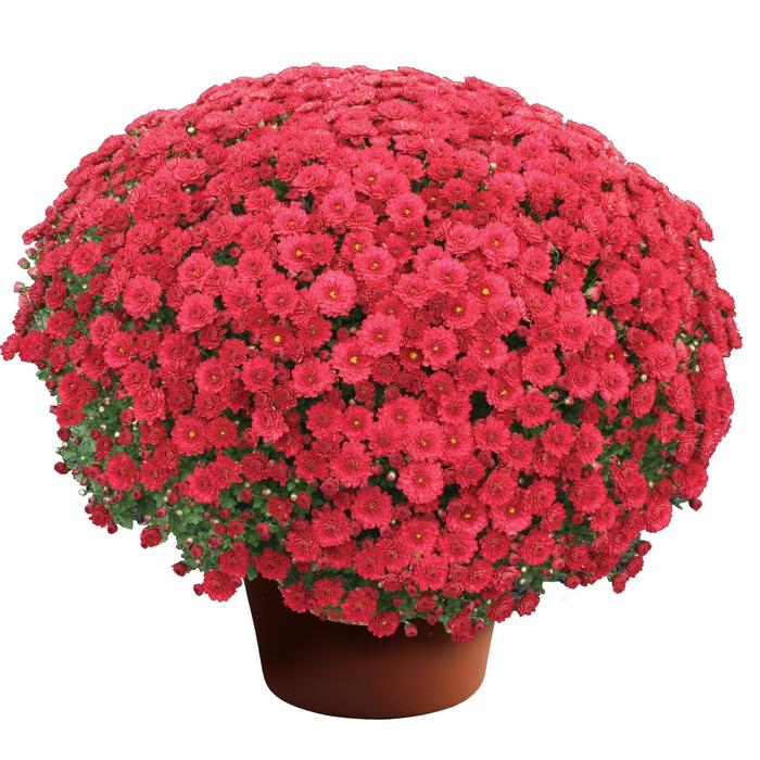 Danielle™ Red - Chrysanthemum x morifolium