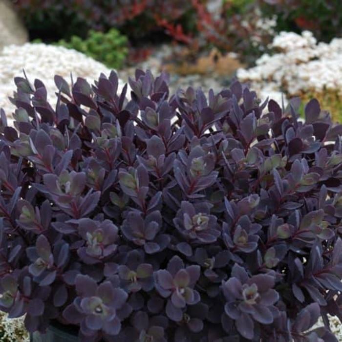 'Plum Dazzled' - Sedum 'Plum Dazzled' - Sedum