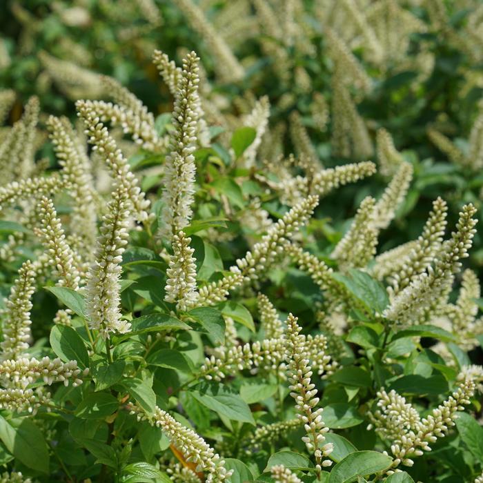 Fizzy Mizzy® Sweetspire - Itea virginica Fizzy Mizzy® Sweetspire - Itea virginica