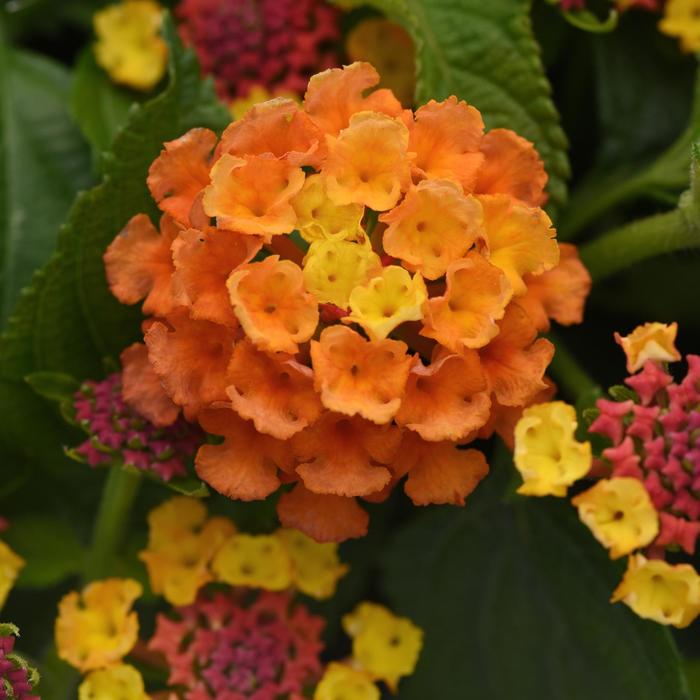 Lantana - Lantana camara 'Orange Flame'