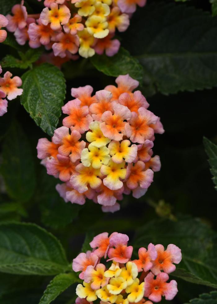 Lantana - Lantana camara Shamrock™ Peach Lantana - Lantana camara Shamrock™ Peach