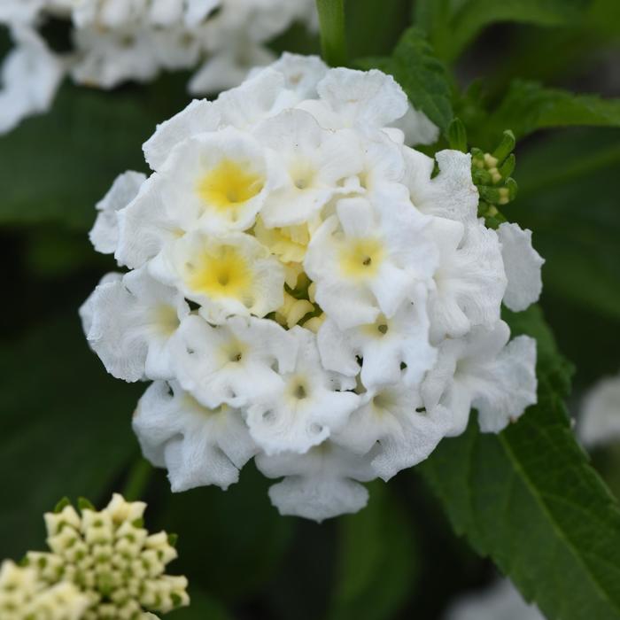 Lantana - Lantana camara Shamrock™ White Lantana - Lantana camara Shamrock™ White