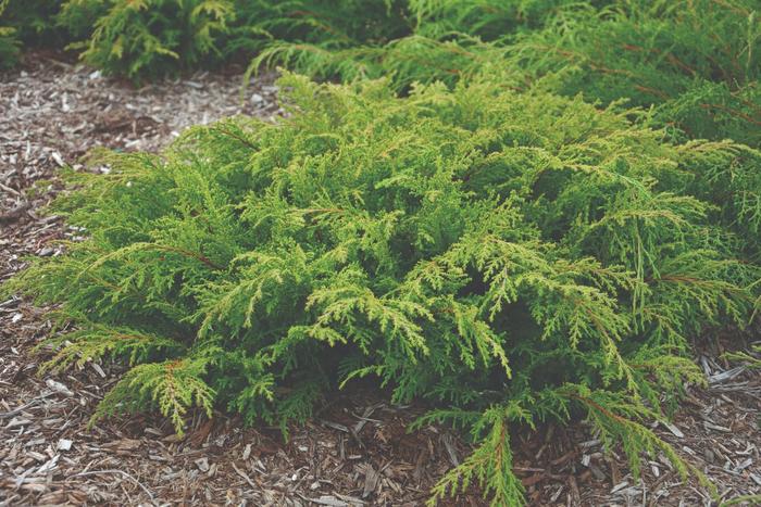 'Fuzzball™' Siberian Cypress - Microbiota decussata 'Fuzzball™' 'Fuzzball™' Siberian Cypress - Microbiota decussata 'Fuzzball™'