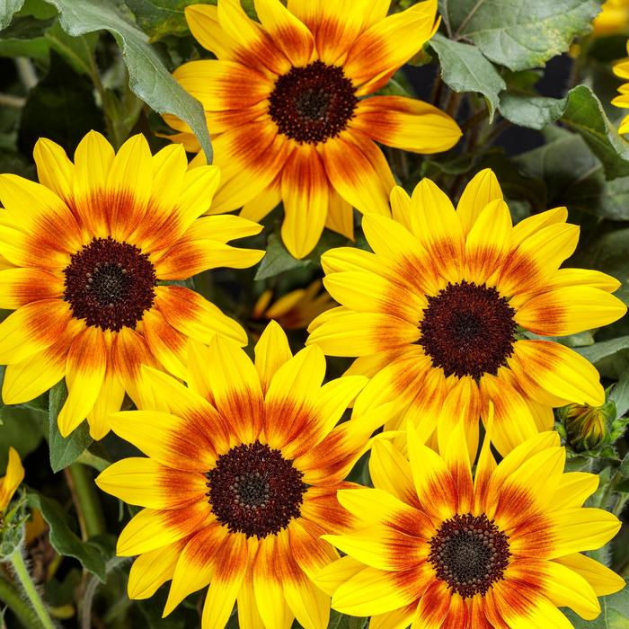 Suncredible® Saturn™ - Helianthus hybrid