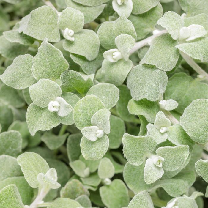 Proven Accents® White Licorice - Helichrysum petiolare 'White Licorice' (Licorice Plant)