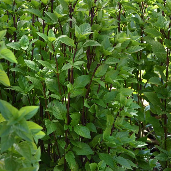 Basil - Ocimum basilicum 'Everleaf Thai Towers' Basil - Ocimum basilicum 'Everleaf Thai Towers'
