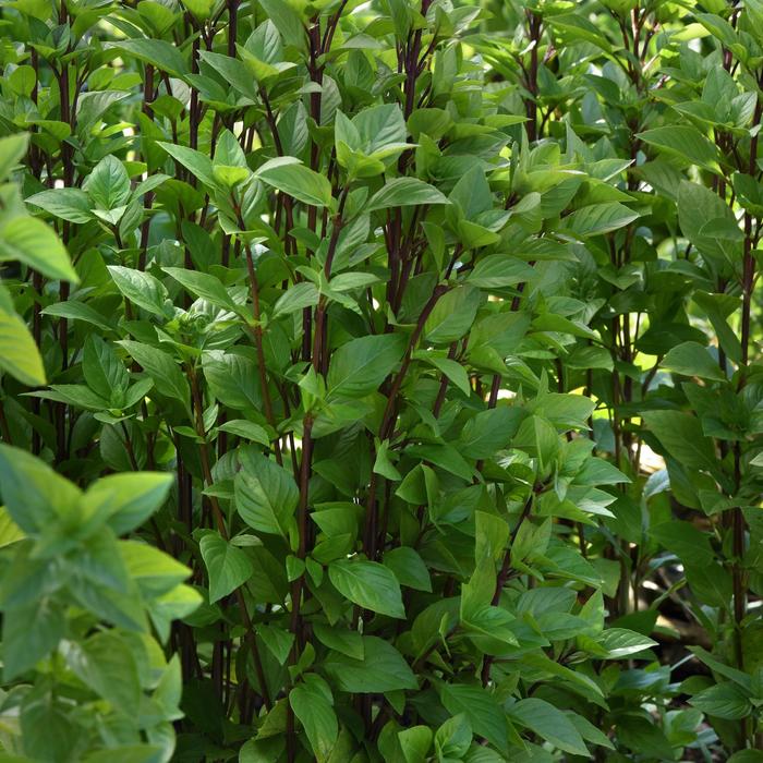 Basil - Ocimum basilicum 'Everleaf Thai Towers'