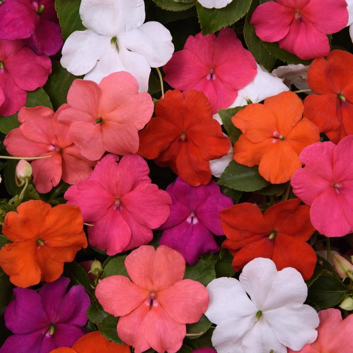 Impatiens - Impatiens walleriana Beacon® 'Formula Mix'