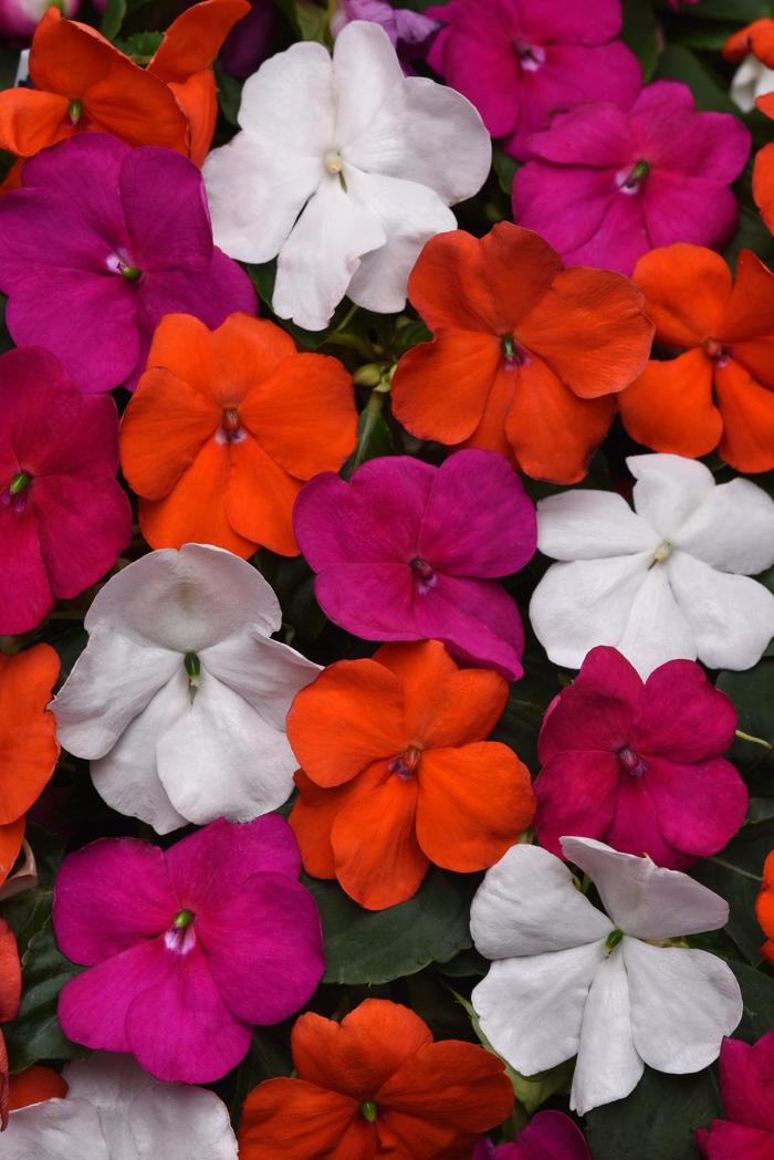 Impatiens - Impatiens walleriana 'Beacon® Lindau Mix' PPAF Impatiens - Impatiens walleriana 'Beacon® Lindau Mix' PPAF