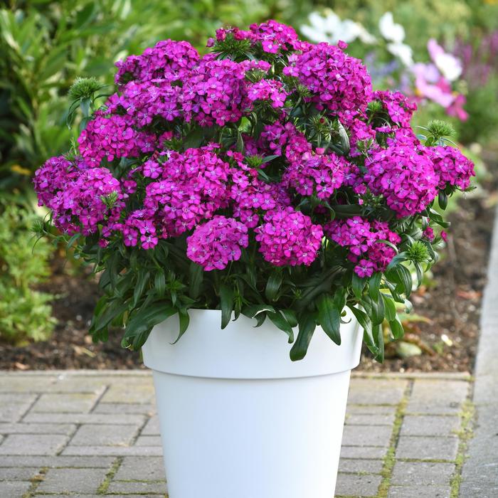 Jolt&trade; Purple - Dianthus