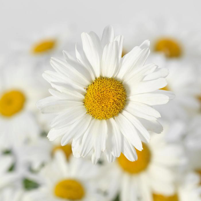 Shasta Daisy - Leucanthemum x superbum 'White Lion'