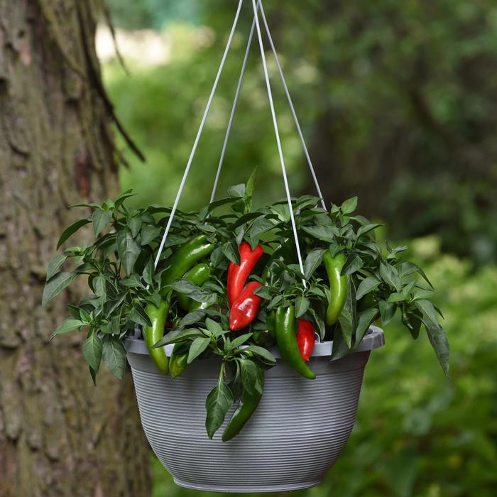 Pepper, Hot - Capsicum annuum 'Jalapeno Pot-a-peno' 