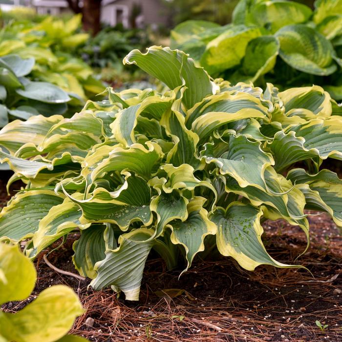 Shadowland® 'Voices in the Wind' - Hosta (Hosta, Plantain Lily) Shadowland® 'Voices in the Wind' - Hosta (Hosta, Plantain Lily)