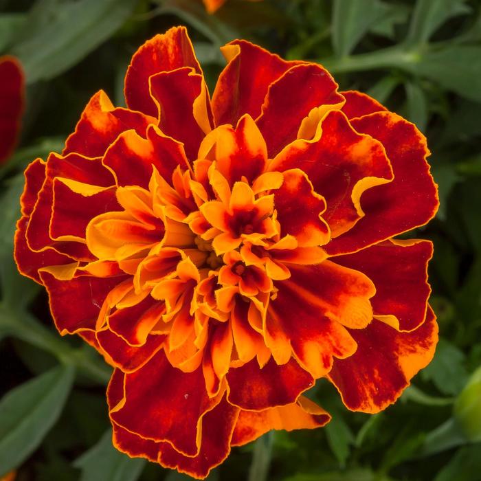 Marigold - Tagetes patula nana Happy™ Harmony Marigold - Tagetes patula nana Happy™ Harmony