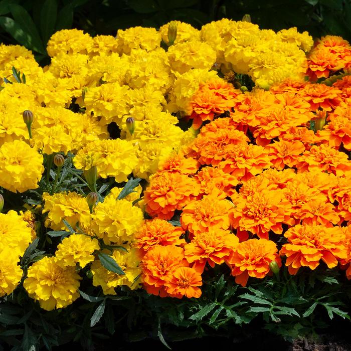 Marigold - Tagetes patula nana Happy™ Mix Marigold - Tagetes patula nana Happy™ Mix